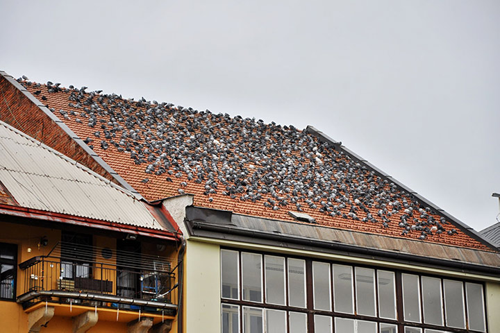 A2B Pest Control are able to install spikes to deter birds from roofs in Enfield Town. 