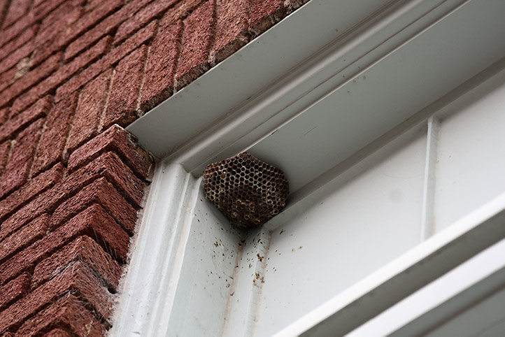 We provide a wasp nest removal service for domestic and commercial properties in Enfield Town.